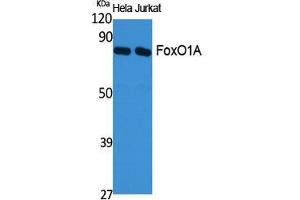 Western Blot (WB) analysis of specific cells using FoxO1A Polyclonal Antibody. (FOXO1 antibody  (Ser380, Thr382, Thr383))