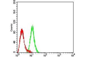 Flow cytometric analysis of Hela cells using KDR mouse mAb (green) and negative control (red). (VEGFR2/CD309 antibody  (AA 1225-1356))