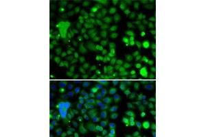 Immunofluorescence analysis of A-549 cells using KLF9 Polyclonal Antibody (KLF9 antibody)