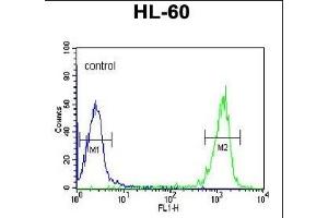 TL1 Antibody (C-term) (ABIN653753 and ABIN2843053) flow cytometric analysis of HL-60 cells (right histogram) comred to a negative control cell (left histogram). (PATL1 antibody  (C-Term))