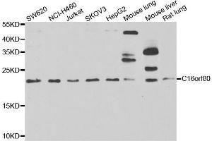 Western blot analysis of extracts of various cell lines, using C16orf80 antibody. (C16orf80 antibody  (AA 1-193))