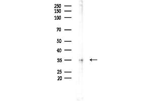 Western blot analysis of lysates from Mouse testis, using PPP1CC Antibody at 1/1000 dilution.