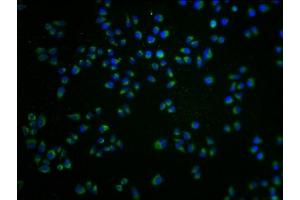 Immunofluorescence staining of Hela cells with ABIN7168054 at 1:100, counter-stained with DAPI.