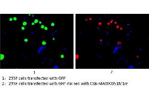 Immunofluorescence staining of 293F cells transfected with GFP with ABIN7141875 at 1:100, counter-stained with DAPI. (GFP antibody)