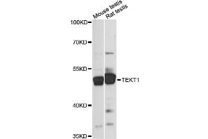 Western blot analysis of extracts of various cell lines, using TEKT1 antibody (ABIN6290784) at 1:1000 dilution.