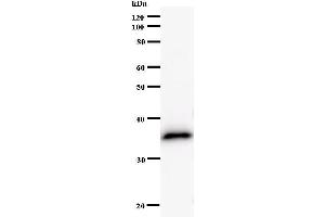 Western Blotting (WB) image for anti-Hairy/enhancer-of-Split Related with YRPW Motif-Like (HEYL) antibody (ABIN931114) (HEYL antibody)