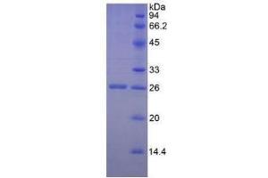 SDS-PAGE of Protein Standard from the Kit (Highly purified E. (GZMM ELISA Kit)