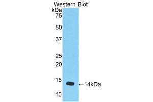 Western Blotting (WB) image for anti-Myostatin (MSTN) (AA 268-376) antibody (ABIN1174889) (MSTN antibody  (AA 268-376))