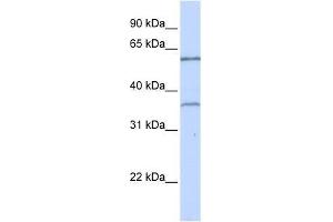 TBX15 antibody used at 0. (T-Box 15 antibody  (C-Term))