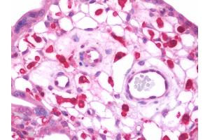 Anti-JAM-B / JAM2 antibody IHC staining of human placenta. (JAM2 antibody  (AA 1-294))