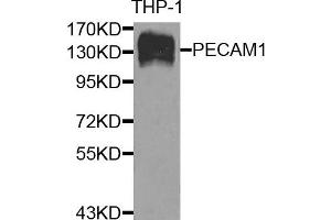 Western blot analysis of extracts of THP-1 cells, using CD31 antibody.