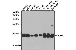 Western blot analysis of extracts of various cell lines using COX5B Polyclonal Antibody at dilution of 1:1000. (COX5B antibody)