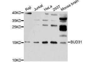 Western blot analysis of extracts of various cell lines, using BUD31 antibody (ABIN5997328) at 1/1000 dilution. (BUD31 antibody)