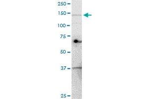Western Blotting (WB) image for anti-Ubiquitination Factor E4A (UBE4A) (AA 974-1073) antibody (ABIN522814)