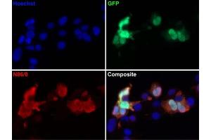Transfected cell immunofluorescence: COS cells expressing GFP. (GFP antibody  (AA 1-238))