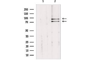 Western blot analysis of extracts from mouse brain, using Cullin 2 Antibody. (Cullin 2 antibody  (C-Term))