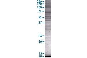 CYP1A1 transfected lysate. (CYP1A1 293T Cell Transient Overexpression Lysate(Denatured))