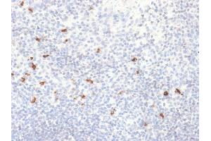 Formalin-fixed, paraffin-embedded human Tonsil stained with IgG4 Recombinant Rabbit Monoclonal Antibody (IGHG4/2042R).