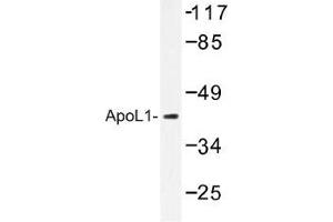 Image no. 1 for anti-Apolipoprotein L, 1 (APOL1) antibody (ABIN317817) (APOL1 antibody)