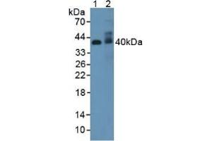 Figure. (Adiponectin Receptor 2 antibody  (AA 1-147))