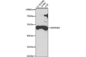 Western blot analysis of extracts of various cell lines, using SERPINB2 antibody (ABIN7269389) at 1:1000 dilution. (SERPINB2 antibody  (AA 1-415))