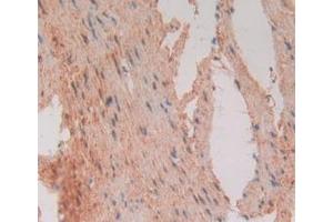 Figure. (FADD antibody  (AA 12-206))