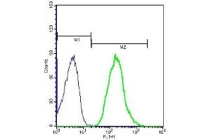 CX3CR1 antibody  (AA 151-250)