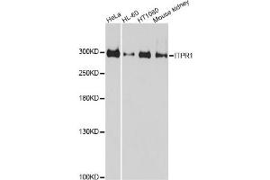 Western blot analysis of extracts of various cell lines, using ITPR1 antibody (ABIN5975792) at 1/1000 dilution. (ITPR1 antibody)