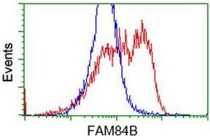 HEK293T cells transfected with either RC207996 overexpress plasmid (Red) or empty vector control plasmid (Blue) were immunostained by anti-FAM84B antibody (ABIN2453036), and then analyzed by flow cytometry. (FAM84B antibody)