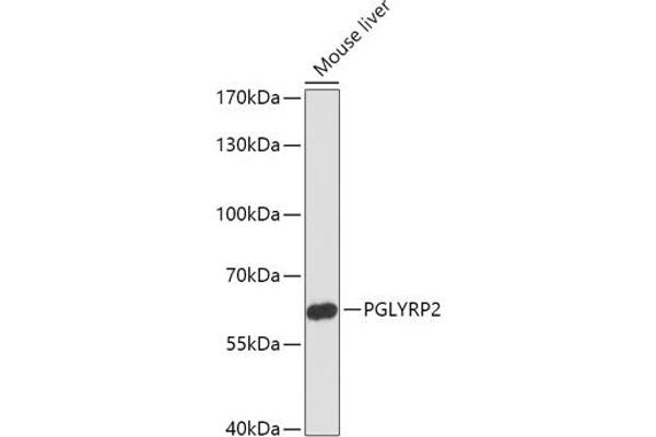 PGLYRP2 anticorps