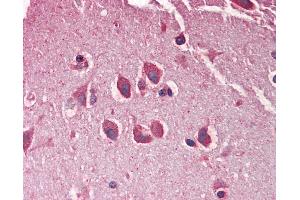 Anti-MXRA5 antibody IHC staining of human brain, cortex.