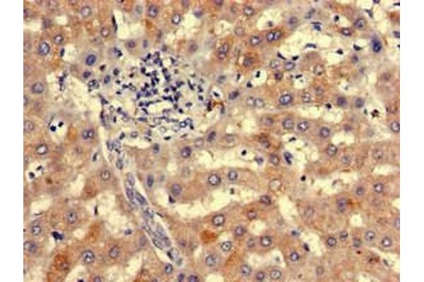 NIPBL antibody  (AA 2523-2697)
