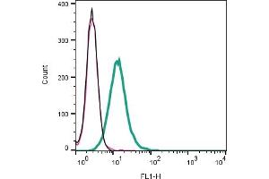 Cell surface detection of CALHM2 by indirect flow cytometry in live intact mouse  microglia cell line: + goat-anti-rabbit-FITC. (CALHM2 antibody  (Extracellular))
