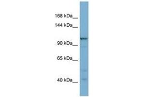 Image no. 1 for anti-Coatomer Protein Complex, Subunit gamma 2 (COPG2) (N-Term) antibody (ABIN6741836)