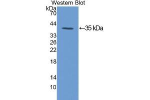 Western Blotting (WB) image for anti-Protein Kinase C, gamma (PRKCG) (AA 351-614) antibody (ABIN3208659) (PKC gamma antibody  (AA 351-614))