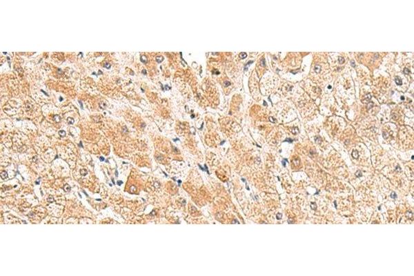 TRUB1 antibody