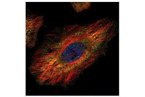 ICC/IF Image Confocal immunofluorescence analysis (Olympus FV10i) of paraformaldehyde-fixed HeLa, using DRIL1, antibody (Green) at 1:500 dilution. (ARID3A antibody  (Internal Region))