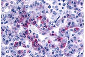 Anti-F2RL1 antibody  ABIN1049230 IHC staining of human pancreas. (F2RL1 antibody  (N-Term))