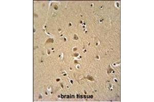 WIPF2 antibody (C-term) (ABIN654930 and ABIN2844573) immunohistochemistry analysis in formalin fixed and paraffin embedded human brain tissue followed by peroxidase conjugation of the secondary antibody and DAB staining. (WIPF2 antibody  (C-Term))