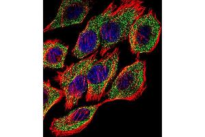 Fluorescent confocal image of A549 cell stained with GSTP1 Antibody (Center) (ABIN1881393 and ABIN2842718). (GSTP1 antibody  (AA 97-126))