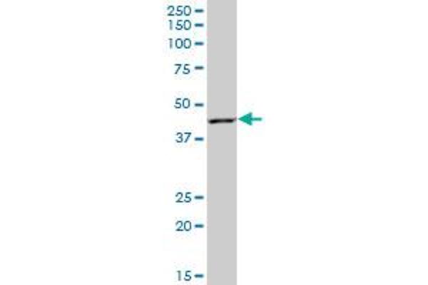 RAD51AP1 antibody  (AA 1-335)