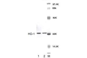 Western blot analysis of Rat Brain cell lysates showing detection of HO-1 protein using Rabbit Anti-HO-1 Polyclonal Antibody . (HMOX1 antibody)