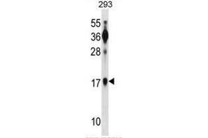 BATF Antibody (N-term) western blot analysis in 293 cell line lysates (35µg/lane). (BATF antibody  (N-Term))