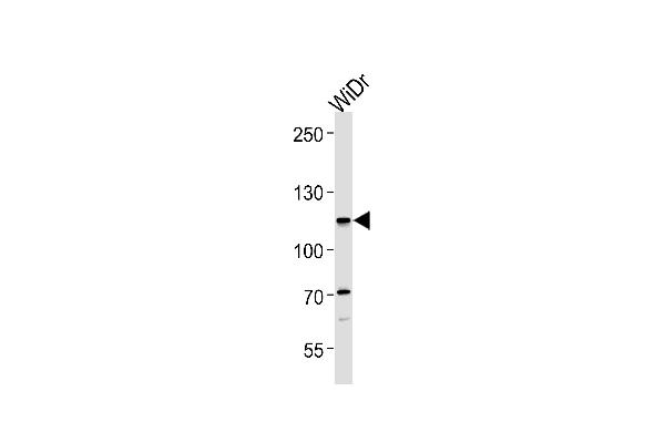 CARD6 antibody  (AA 755-787)