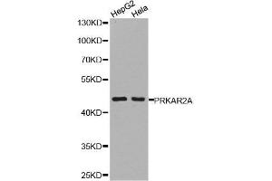 Western blot analysis of extracts of HepG2 cell and Hela cell line, using PRKAR2A antibody. (PRKAR2A antibody  (AA 1-404))
