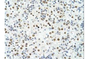 Image no. 2 for anti-Heterogeneous Nuclear Ribonucleoprotein A3 (HNRNPA3) (N-Term) antibody (ABIN202379)