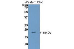 Western Blotting (WB) image for anti-alpha Hemoglobin Stabilizing Protein (aHSP) (AA 1-102) antibody (ABIN1172860) (aHSP antibody  (AA 1-102))