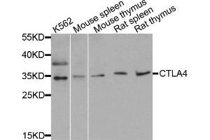 Western blot analysis of extracts of various cell lines, using CTLA4 antibody. (CTLA4 antibody  (AA 36-161))