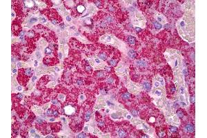 Anti-GJB2 antibody IHC of human liver. (GJB2 antibody  (C-Term))