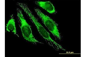 Immunofluorescence of purified MaxPab antibody to PDHB on HeLa cell. (PDHB antibody  (AA 1-359))